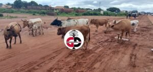 Kankan : les animaux ont même droit que les citoyens dans la circulation (constat) 5 Kankan : les animaux ont même droit que les citoyens dans la circulation (constat)