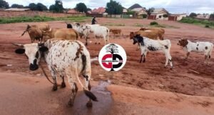 Kankan : les animaux ont même droit que les citoyens dans la circulation (constat) 4 Kankan : les animaux ont même droit que les citoyens dans la circulation (constat)