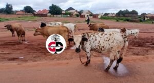 Kankan : les animaux ont même droit que les citoyens dans la circulation (constat) 2 Kankan : les animaux ont même droit que les citoyens dans la circulation (constat)