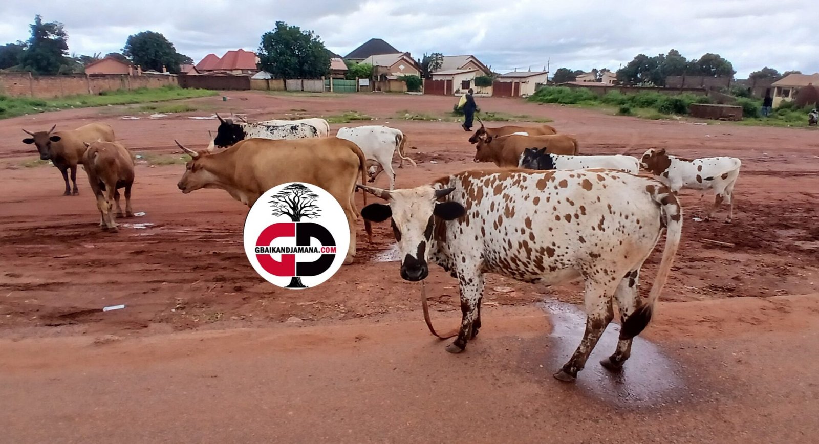 Kankan : les animaux ont même droit que les citoyens dans la circulation (constat) 1 Kankan : les animaux ont même droit que les citoyens dans la circulation (constat)