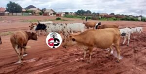 Kankan : les animaux ont même droit que les citoyens dans la circulation (constat) 3 Kankan : les animaux ont même droit que les citoyens dans la circulation (constat)