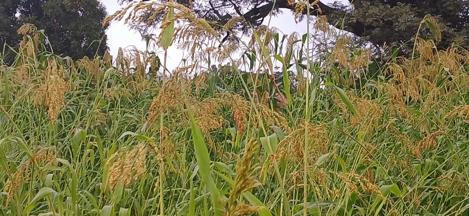 Gbaikandjamana : Le mil, un groupe des céréales cultivé un peu partout dans la région