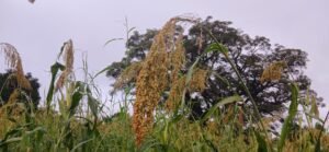 Gbaikandjamana : Le mil, un groupe des céréales cultivé un peu partout dans la région 3 Gbaikandjamana : Le mil, un groupe des céréales cultivé un peu partout dans la région