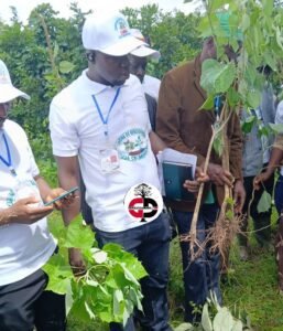 Faranah : une campagne de reboisement de 11 mille pieds de milina lancée dans la commune rurale de sandenia