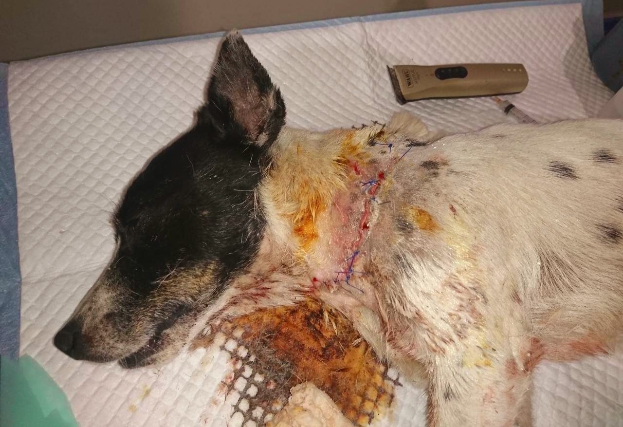 Affaire controversée à Boffa : deux vendeurs de bouillon surpris en train d'égorger un chien (les faits)