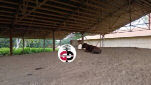 Kankan : abandonnée, l'usine de briqueterie est actuellement sous le contrôle des herbes et les animaux, qui s'y abritent ( constat)