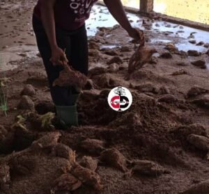 Mandiana : Une ferme avicole inondée, plus de 2000 poulets emportés.