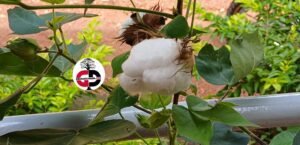 Journée Mondiale du Coton : Voici ce qu'en dit le directeur général de la société cotonnière de Kankan.