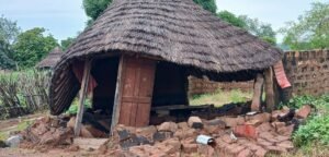 Saison pluvieuse à Batè-Nafadji (Kankan) : Plusieurs dégâts causés par la pluie dont des personnes blessées.