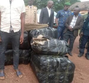 Labé : Saisie de plus de 100 kg de cannabis, un suspect arrêté « Je n'ai jamais été dans un commissariat »