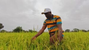 Mandiana : À la rencontre de Toumani Diakité, un jeune passionné de l'agriculture. 