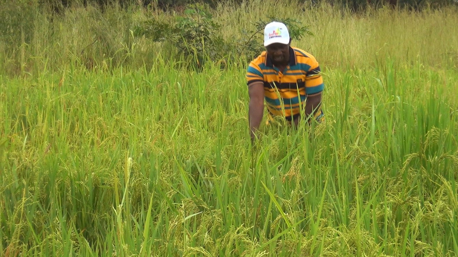 Mandiana : À la rencontre de Toumani Diakité, un jeune passionné de l'agriculture (Reportage Vidéo)