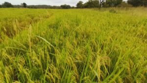 Mandiana : À la rencontre de Toumani Diakité, un jeune passionné de l'agriculture. 