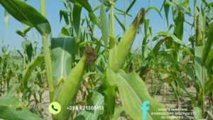 Kankan / Agriculture : La SOGAEC, la meilleure société agricole dans la région administrative. 4 Kankan / Agriculture : La SOGAEC, la meilleure société agricole dans la région administrative.