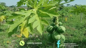 Kankan / Agriculture : La SOGAEC, la meilleure société agricole dans la région administrative. 8 Kankan / Agriculture : La SOGAEC, la meilleure société agricole dans la région administrative.