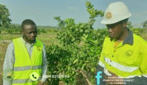 Kankan / Agriculture : La SOGAEC, la meilleure société agricole dans la région administrative. 2 Kankan / Agriculture : La SOGAEC, la meilleure société agricole dans la région administrative.