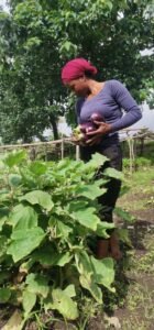 Guinée : Zoom sur Youth Agro Power, une entreprise Agro-business qui marque son existence à travers tout le pays. 