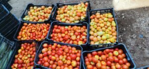 Guinée : Zoom sur Youth Agro Power, une entreprise Agro-business qui marque son existence à travers tout le pays. 