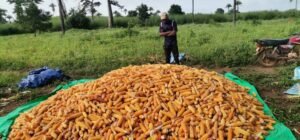 Guinée : Zoom sur Youth Agro Power, une entreprise Agro-business qui marque son existence à travers tout le pays. 