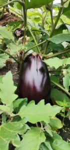 Guinée : Zoom sur Youth Agro Power, une entreprise Agro-business qui marque son existence à travers tout le pays. 