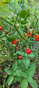 Guinée : Zoom sur Youth Agro Power, une entreprise Agro-business qui marque son existence à travers tout le pays. 