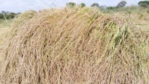 Région forestière : la coopérative nany sabougnouma aménage plus de 150 hectares à beyla avec des cultures différentes.  