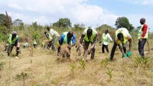 Région forestière : la coopérative nany sabougnouma aménage plus de 150 hectares à beyla avec des cultures différentes.  