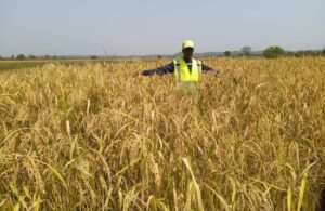 Haute-Guinée : À la rencontre de Lonceny CONDÉ, technicien chimiste et passionné de l'agriculture