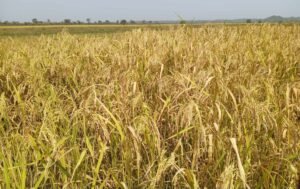 Haute-Guinée : À la rencontre de Lonceny CONDÉ, technicien chimiste et passionné de l'agriculture