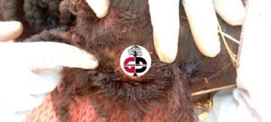 Urgent /Siguiri : Mort suspecte d'une jeune dame de 22 ans à djatelah, le présumé auteur arrêté. 4 Urgent /Siguiri : Mort suspecte d'une jeune dame de 22 ans à djatelah, le présumé auteur arrêté.