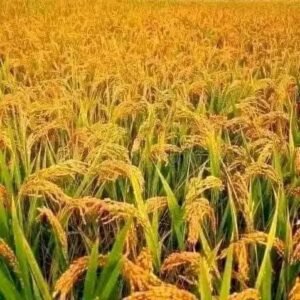 Foumbadou en crise : la population dénonce l’occupation des terres agricoles et interpelle les autorités