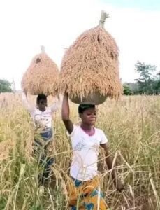 Foumbadou en crise : la population dénonce l’occupation des terres agricoles et interpelle les autorités