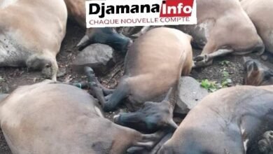 Siguiri/Tomba Kansa : La foudre tue 15 bœufs et endommage une partie de la mosquée