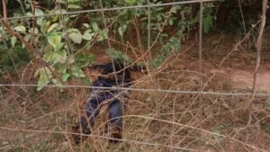 Siguiri : un corps en décomposition avancée retrouvé entre Boukaria et Kintinian