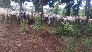 Justice saisie à Kouroussa après de violents affrontements entre agriculteurs et éleveurs 4 Justice saisie à Kouroussa après de violents affrontements entre agriculteurs et éleveurs