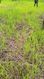 Justice saisie à Kouroussa après de violents affrontements entre agriculteurs et éleveurs 2 Justice saisie à Kouroussa après de violents affrontements entre agriculteurs et éleveurs