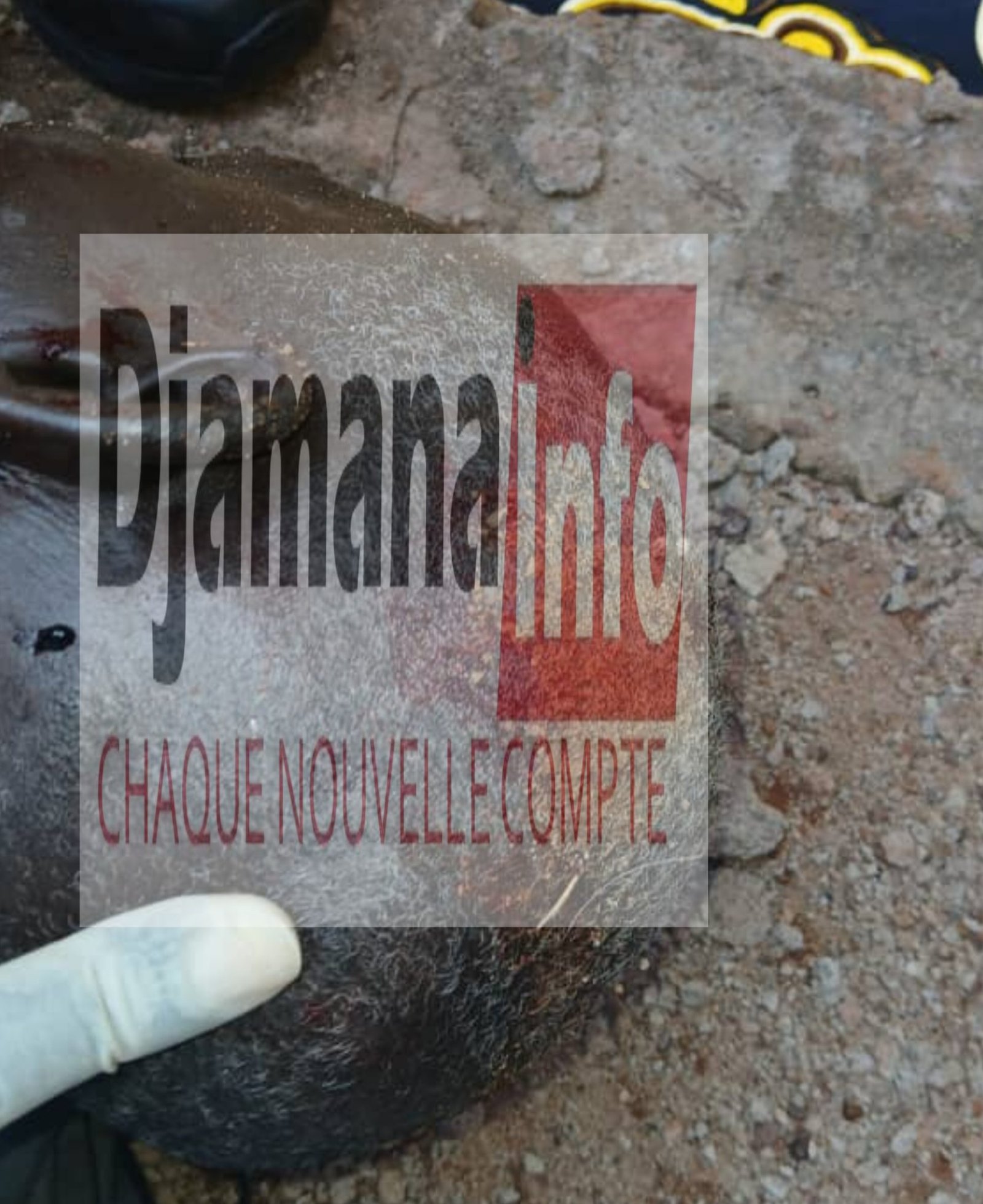 Siguiri : le corps sans vie d’un sexagénaire découvert, traces de violences constatées