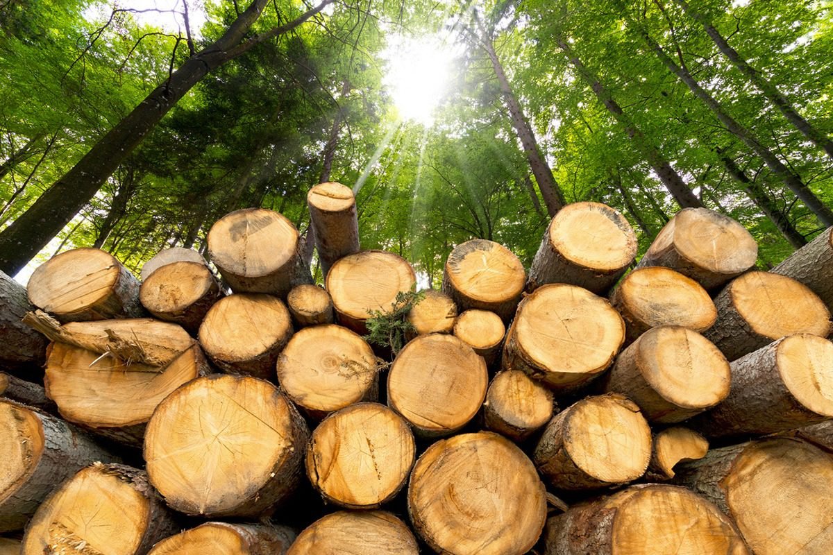 Repos biologique : à Kouremalé, la filière bois étouffe et attend son souffle