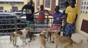 Faranah : célébration en différé de la journée internationale de la lutte contre la rage