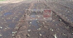 Kankan : les maraîchers du groupement « Konkofra » de Banankoroda lancent un cri de détresse 4 Kankan : les maraîchers du groupement « Konkofra » de Banankoroda lancent un cri de détresse