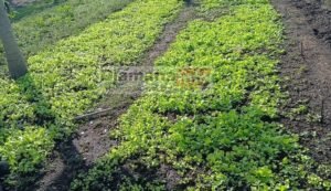 Kankan : les maraîchers du groupement « Konkofra » de Banankoroda lancent un cri de détresse 6 Kankan : les maraîchers du groupement « Konkofra » de Banankoroda lancent un cri de détresse