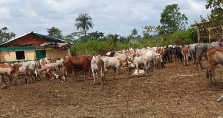Lola : les conflits entre agriculteurs et bouviers persistent, les autorités passent à l’action