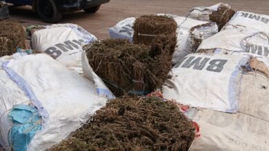 Kindia : un viol suivi de meurtre et une saisie de 498 kg de chanvre indien présentés à la presse