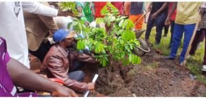 Kankan : les jeunes de bordo s. O. S plantent 1 500 arbres pour lutter contre le réchauffement climatique