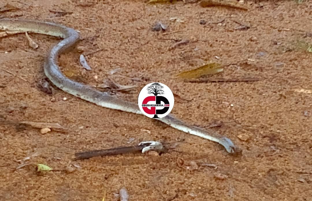 Faranah : Manty Mara, une femme nourrice perd la vie suite à une morsure de serpent. 1 Faranah : Manty Mara, une femme nourrice perd la vie suite à une morsure de serpent.