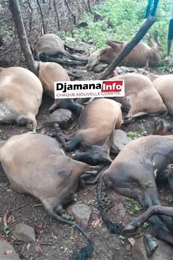 Siguiri/Tomba Kansa : La foudre tue 15 bœufs et endommage une partie de la mosquée 1 Siguiri/Tomba Kansa : La foudre tue 15 bœufs et endommage une partie de la mosquée