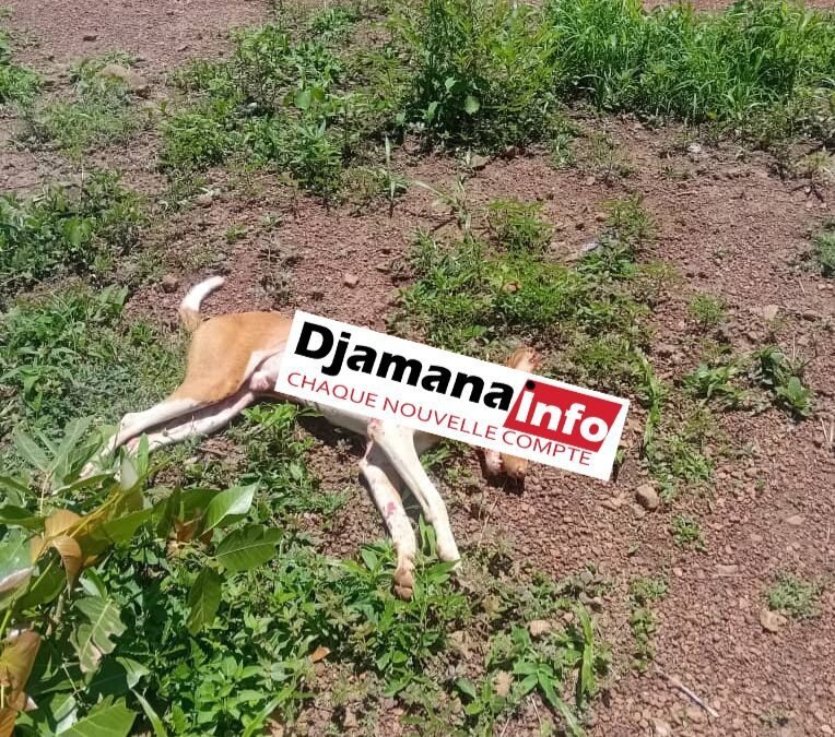 À Lero, un chien a agressé simultanément six individus 1 À Lero, un chien a agressé simultanément six individus
